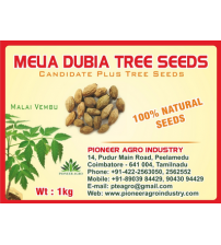 Melia Dubia / Kadukhajur Tree Seed 1 Kg